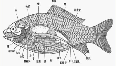 腸道好，水產(chǎn)養(yǎng)殖效益好-上海邦森